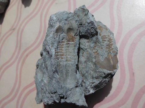 Trilobit ptychopyge - trilobit,