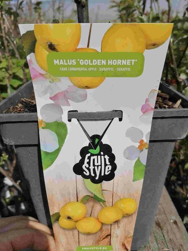 Zierapfel golden hornet - zierapfel, hornet'