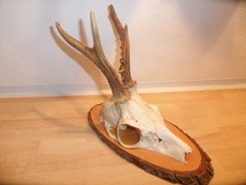 Reh Geweih Rehgeweih Rehbock