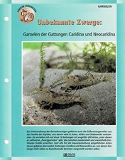 Garnelen der Gattung Caridina und Neocaridina / Aquariuminfokarte