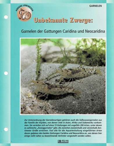Garnelen der gattung caridina - der,