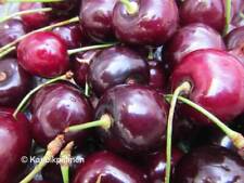 Kirschbaum 'Hedelfinger Riesenkirsche' - Süßkirsche Pflanze 80-110cm