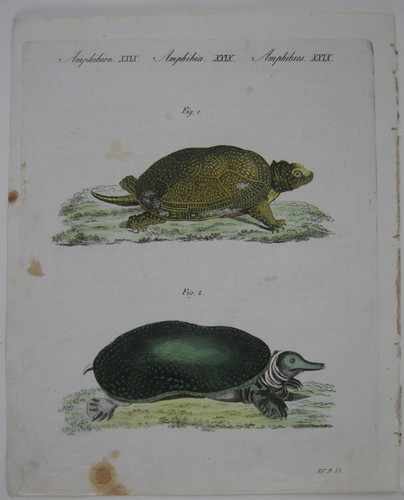 Amphibien