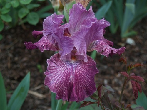 Schwertlilie iris - /,