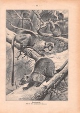 Baumkanguruhs - Wilhelm Kuhnert - 1896 - Historischer Holzstich ~22x31cm