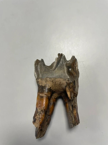 Wollnashorn zahn fossil - wollnashorn, top