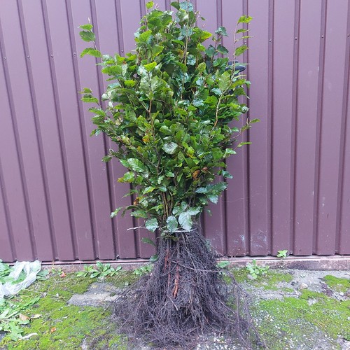 Rotbuche fagus sylvatica - 1x,