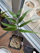 Zamia soconuscensis, Palmfarn Sämling