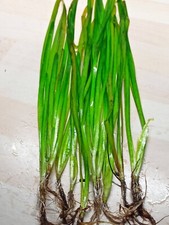 10  Valisnerien- einfache