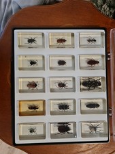 15 echte Insekten Präparate