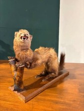 Taxidermie einer Stangenkatze