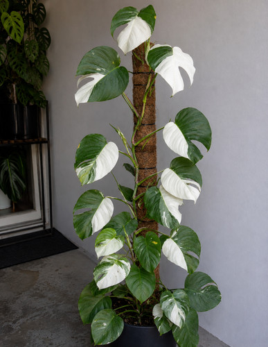 Sale2265 philodendron withe - sale2265,