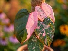 Sale2269 philodendron pink - sale2269,