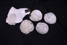 5x Fossilien Feuerstein Rügen