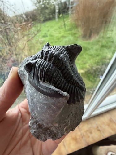 Hollardops trilobit fossil - trilobit,