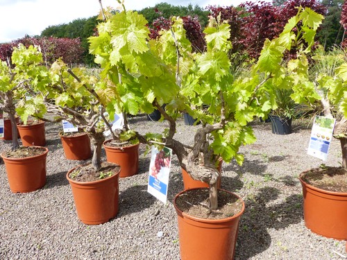 Vitis vinifera kernlos rote - vinifera,