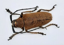 Cerambycidae, Apriona aphetor