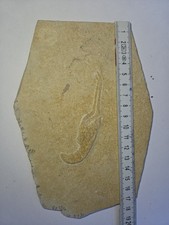 Echtes Krebs-Fossil /