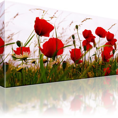 Mohne wiese blume morgen - mohne, bild