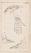 Skelett skeleton bones Fuß