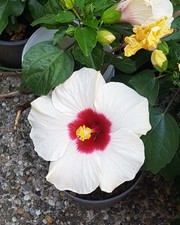Hibiskus - rosa sinensis -  weiß