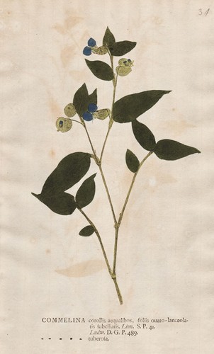 Commelina tuberosa mexico - tuberosa,