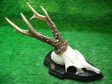 schöner 6er Rehbock