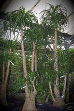 SAMEN Balkon Terrasse