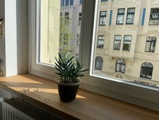 Fensterbank massiv eiche - eiche,