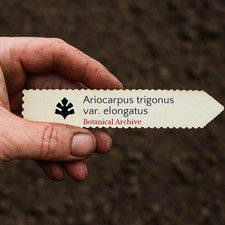 Ariocarpus trigonus var