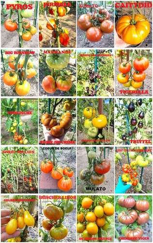Tomatensamen set mix sorten - 20,