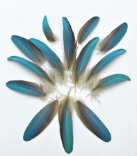 14 Stk. 16,0-8 cm Vogelfedern