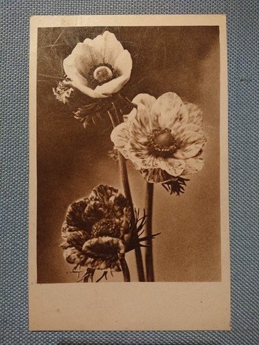 Alte ansichtskarte postkarte - alte,