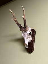 Rehgeweihe. Rehhörner