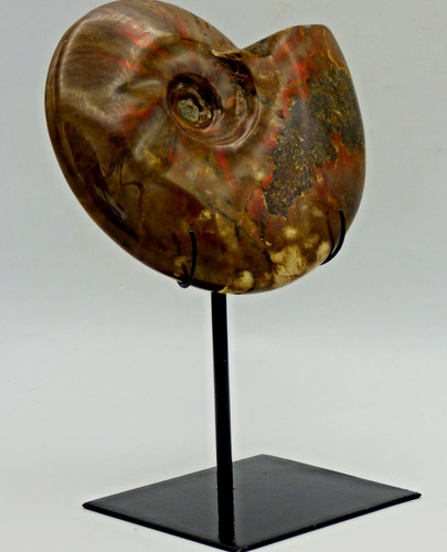 Großer fossil ammonit - fossil,