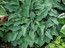 Funkie / Hosta Blue Cadet