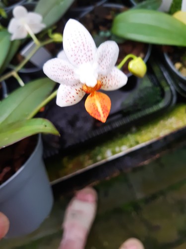 Kleinorchidee phalaenopsis - kleinorchidee,
