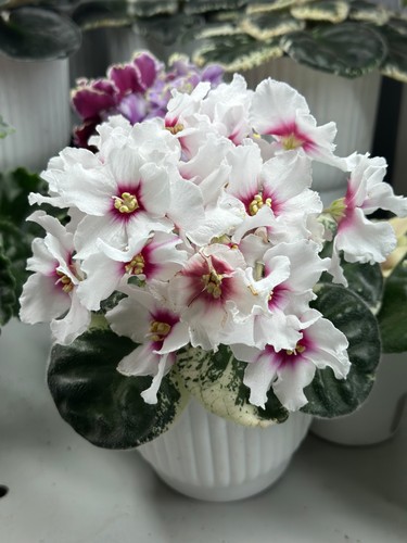 African violet jarilo 1blatt - violet, r-jarilo