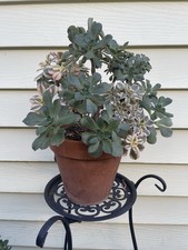 Bonsai Tree Aeonium Sunburst