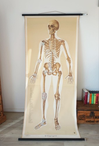 Wandkarte rollkarte anatomie - wandkarte, /