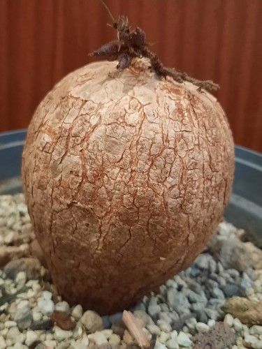 Ipomea bolusiana bolusii - ipomea,