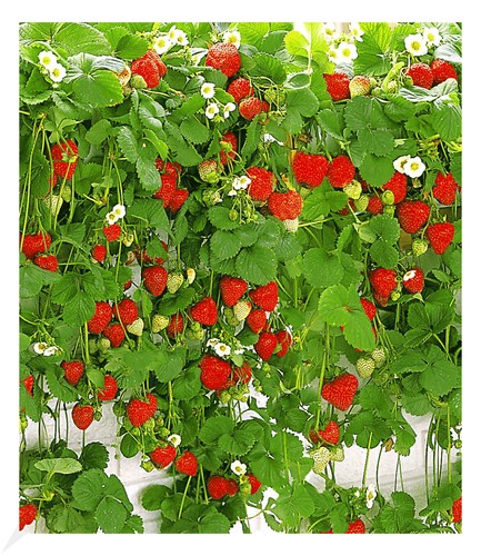 Hänge erdbeere hummi 3 - "hummi®",,
