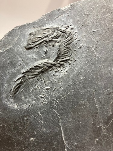 Fossil bathericrinus - fossil,