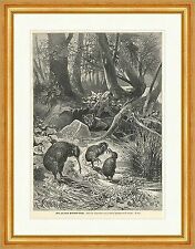 Kiwi, von einem Beutelwolf bedroht F. Specht A. Tiere Vögel Holzstich E 9222