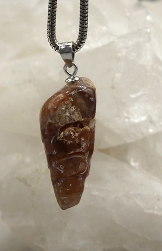 Turmschnecke versteinert - turmschnecke,