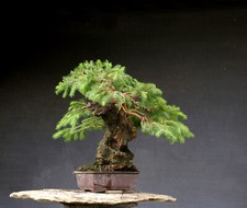 Bonsai outdoor winterhart