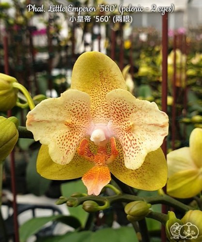 Phalaenopsis little emperor - little,