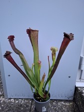 Sarracenia 'Rose Marie
