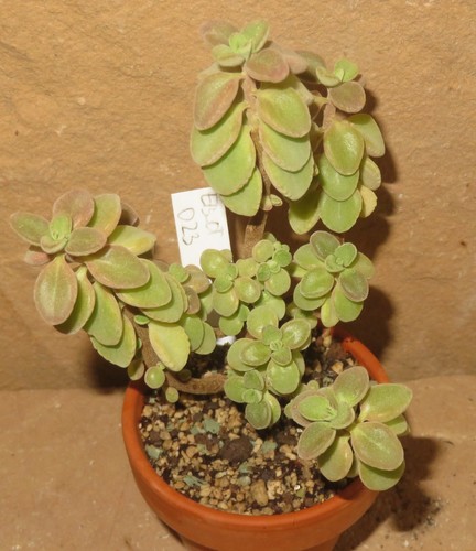 Plectranthus socotranus