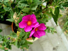 Zistrose "Cistus incanus"  pink große Blüte ,Pflanze 25 cm Topf, BIO, Teepflanze